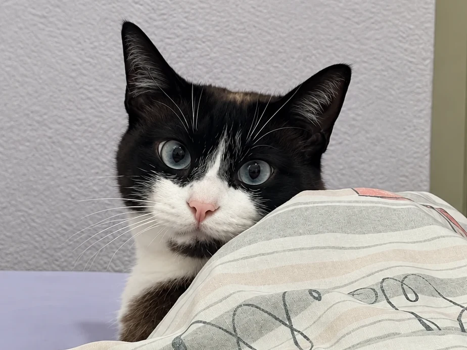 A gata Lua espiando por cima do cobertor, na cama